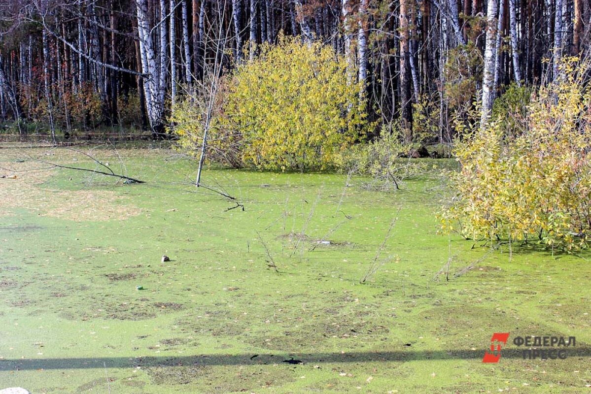 Подросток погиб в болоте недалеко от места исчезновения.  Фото: Фото: ФедералПресс / Елена Мицих