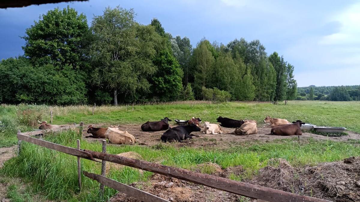 Отдыхают. Все 13 гулен. Ещё 3 в загоне ввиду маленькости. 