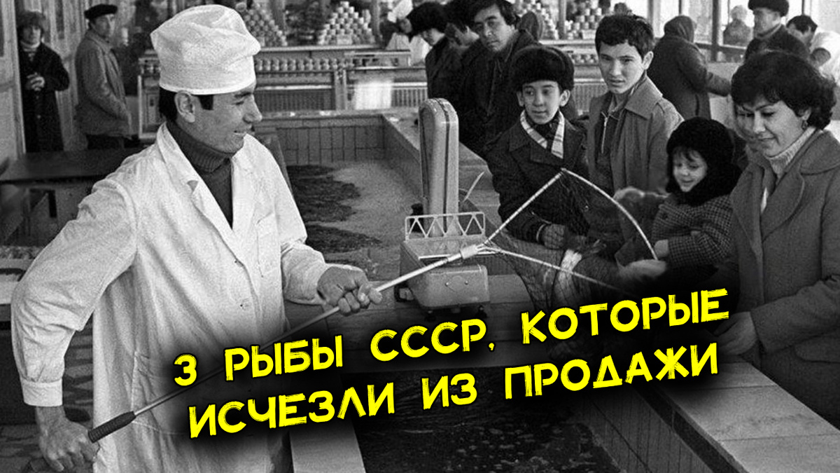 3 популярные рыбы СССР, которые сегодня исчезли с прилавков магазинов