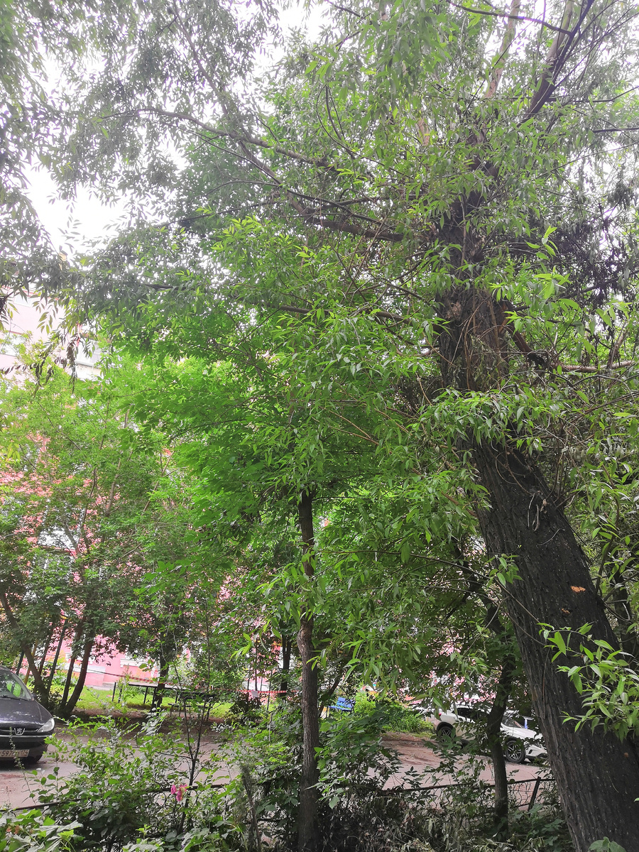 суровые Челябинские вишни.))