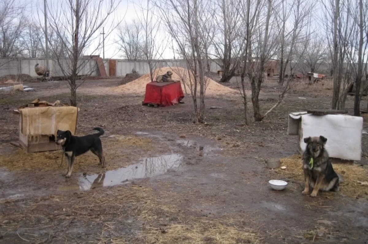    Михаил ухаживает за животными в приюте.