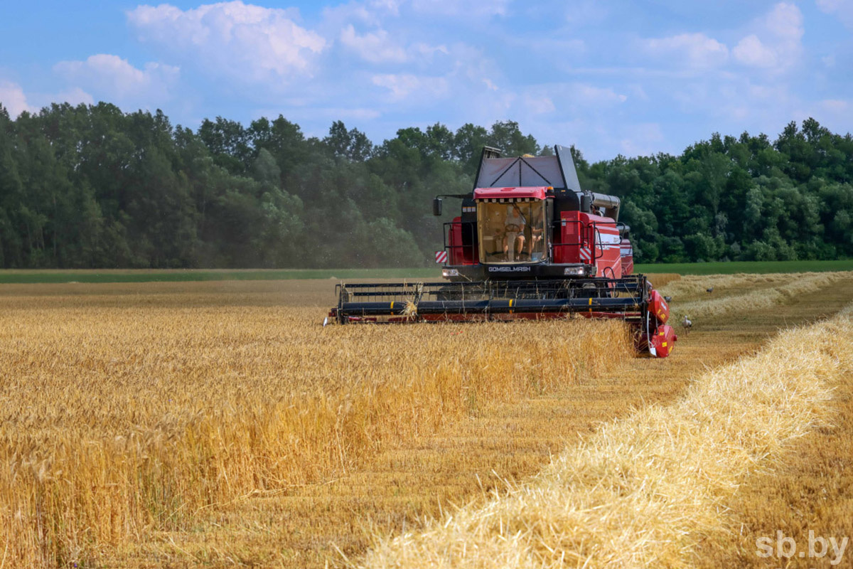    В Беларуси собрали более 1,9 миллиона тонн зерна с учетом рапса