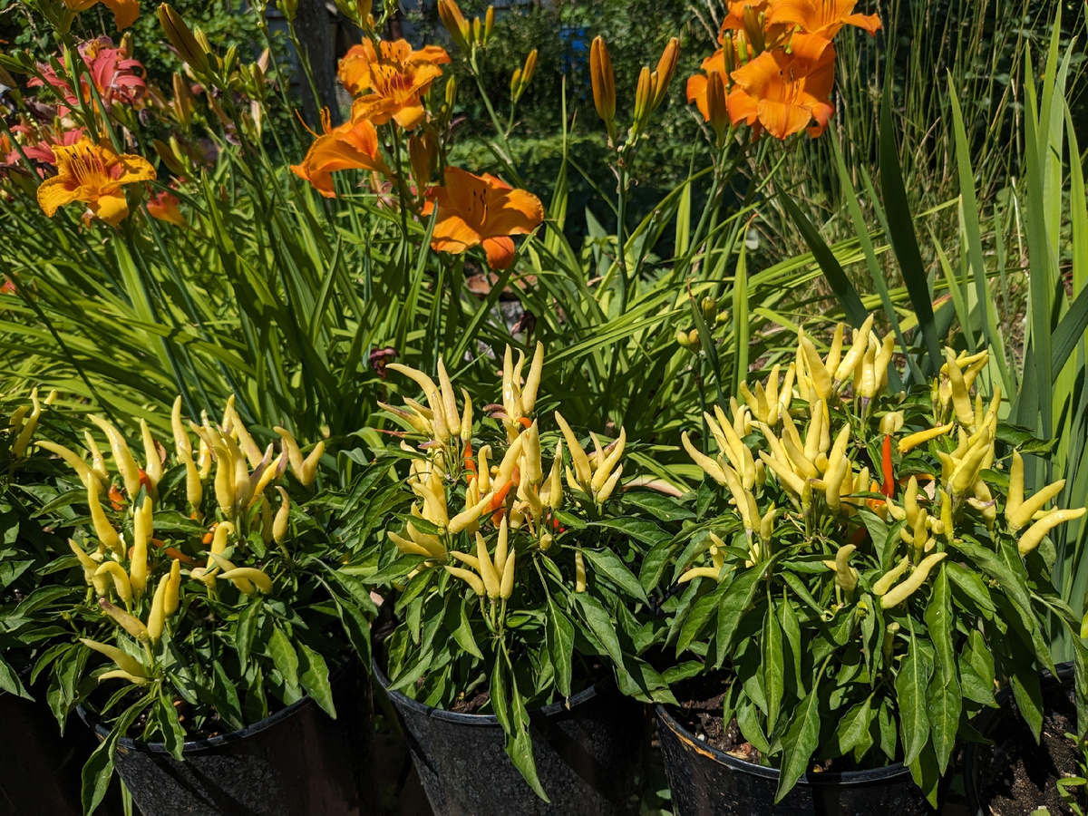 Лилейники и перец "Медуза"