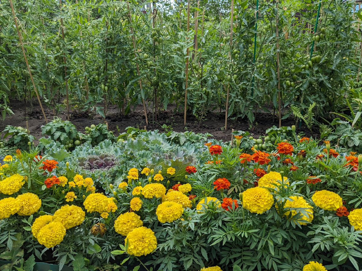 Бархатцы Антигуа Еллоу, Лемон Дроп и Кармен, декоративная капуста Нагойя и томаты Красная жемчужина и Желтая Жемчужина