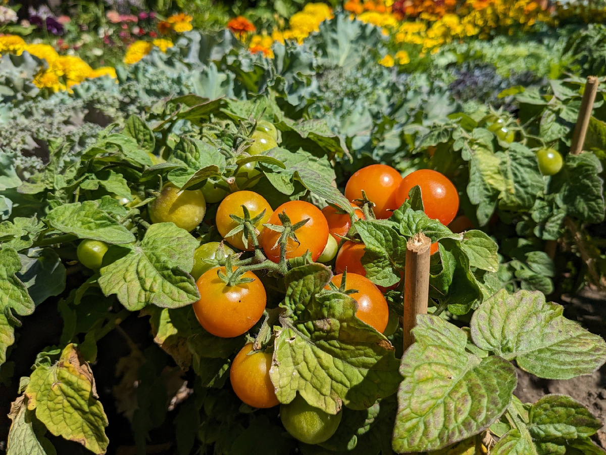 Руки прочь от Красной Жемчужины!