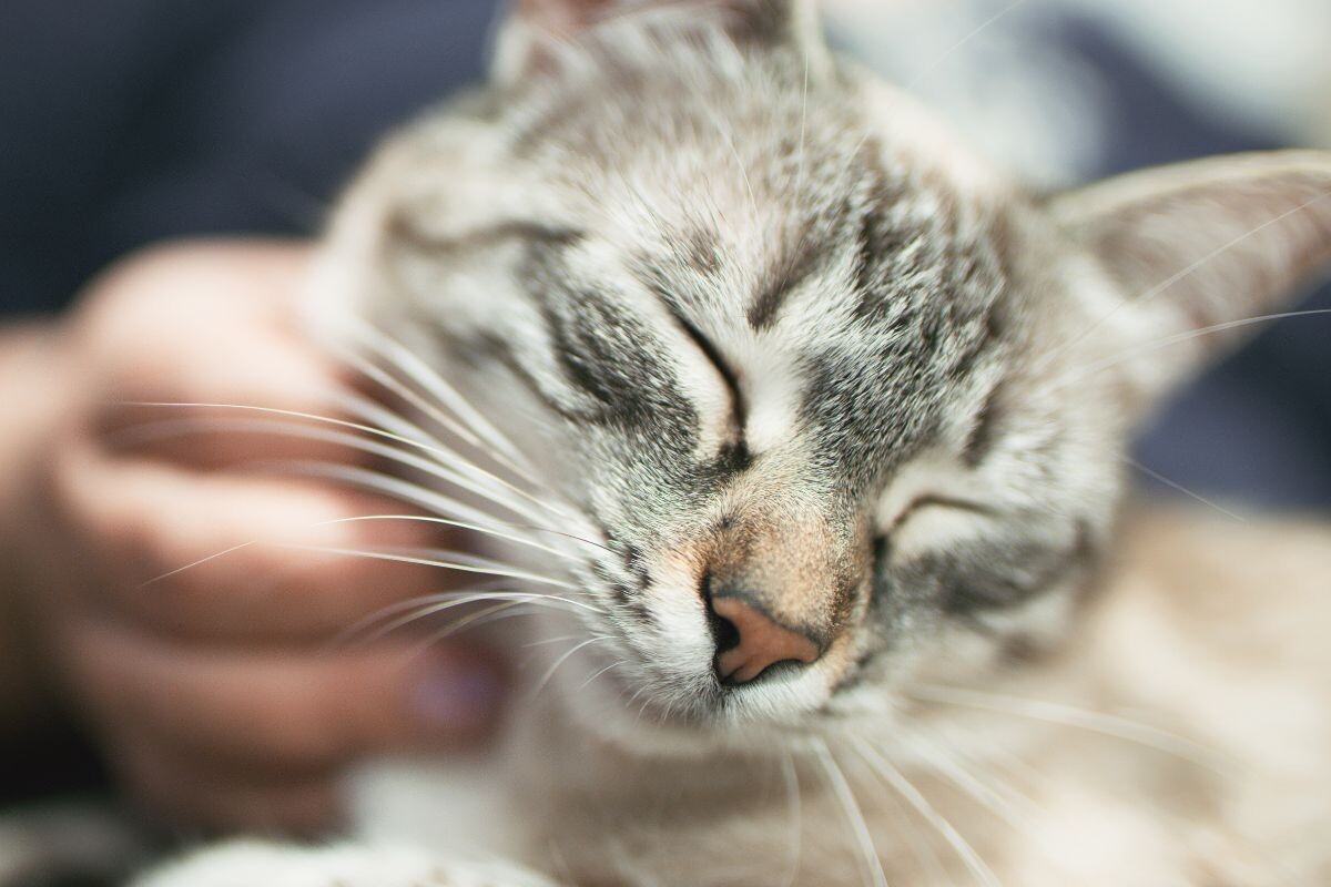 Кот мурлычет 