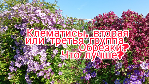 Какие клематисы цветут обильнее? Вторая или третья группа обрезки, что лучше?