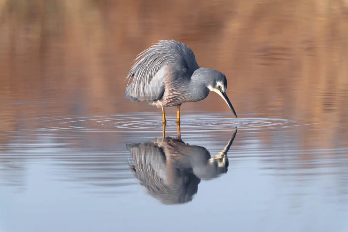    Белощекая цапля (Egretta novaehollandiae) в долине Тамар / © James Britton