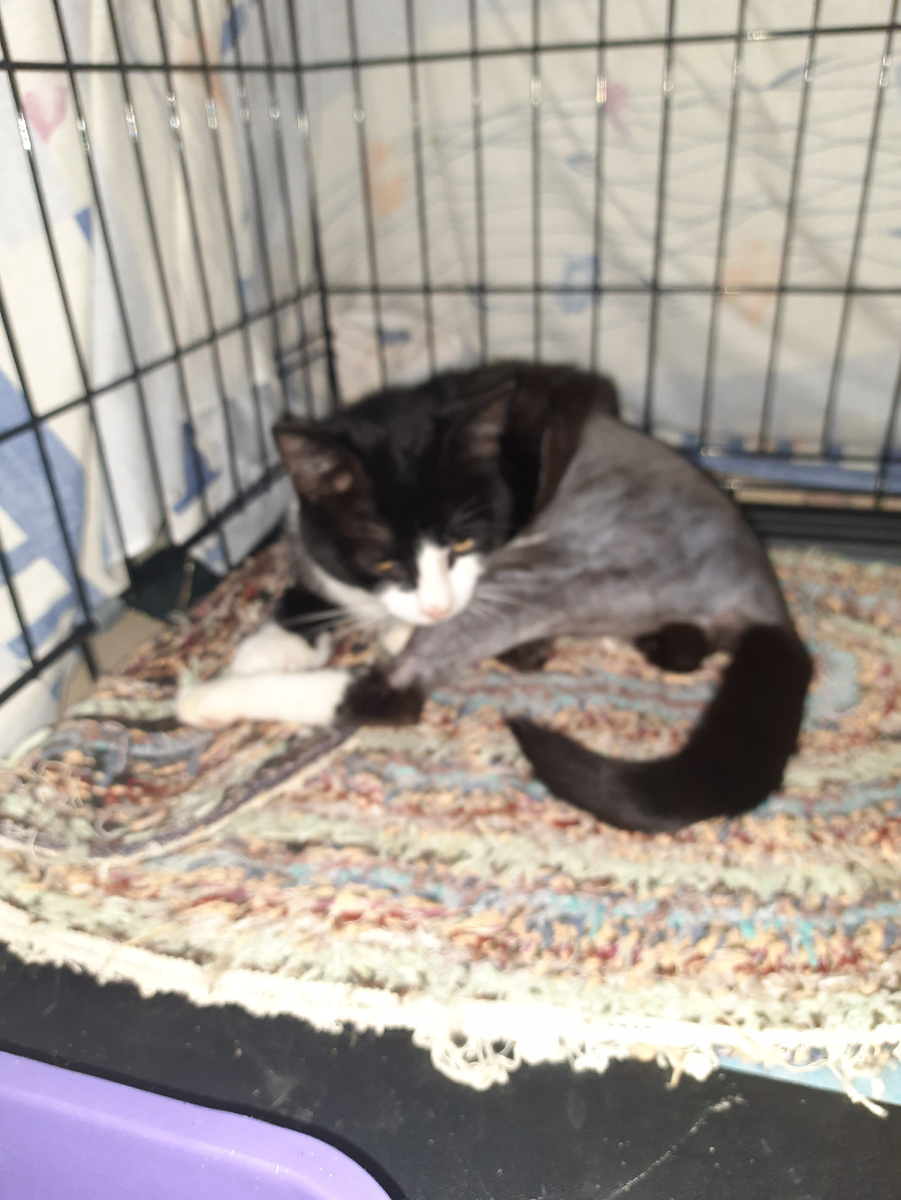 Атос после операции.