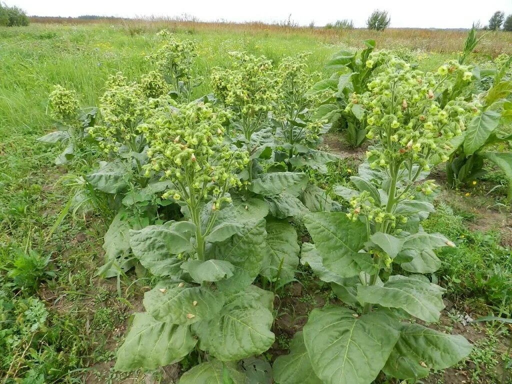 Деревенский табак (махорка).