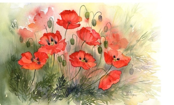 Такие разные маки Рейчел Макнотон