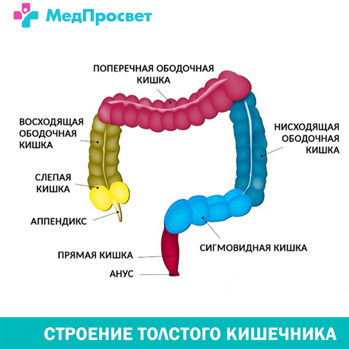 Строение стенки сигмовидной кишки