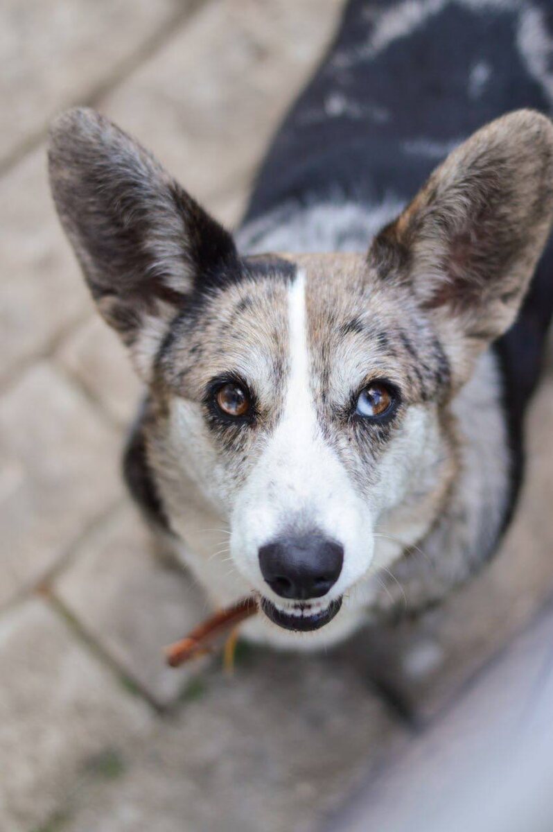 Ищет дом в Москве и МО маленькая собачка из приюта Домик Мелкашей