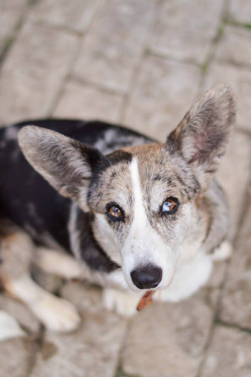 Ищет дом в Москве и МО маленькая собачка из приюта Домик Мелкашей