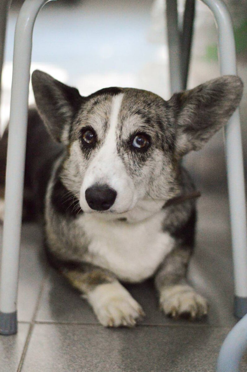 Ищет дом в Москве и МО маленькая собачка из приюта Домик Мелкашей