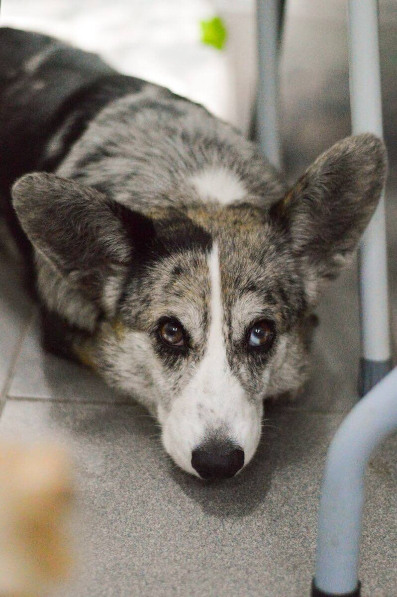 Ищет дом в Москве и МО маленькая собачка из приюта Домик Мелкашей