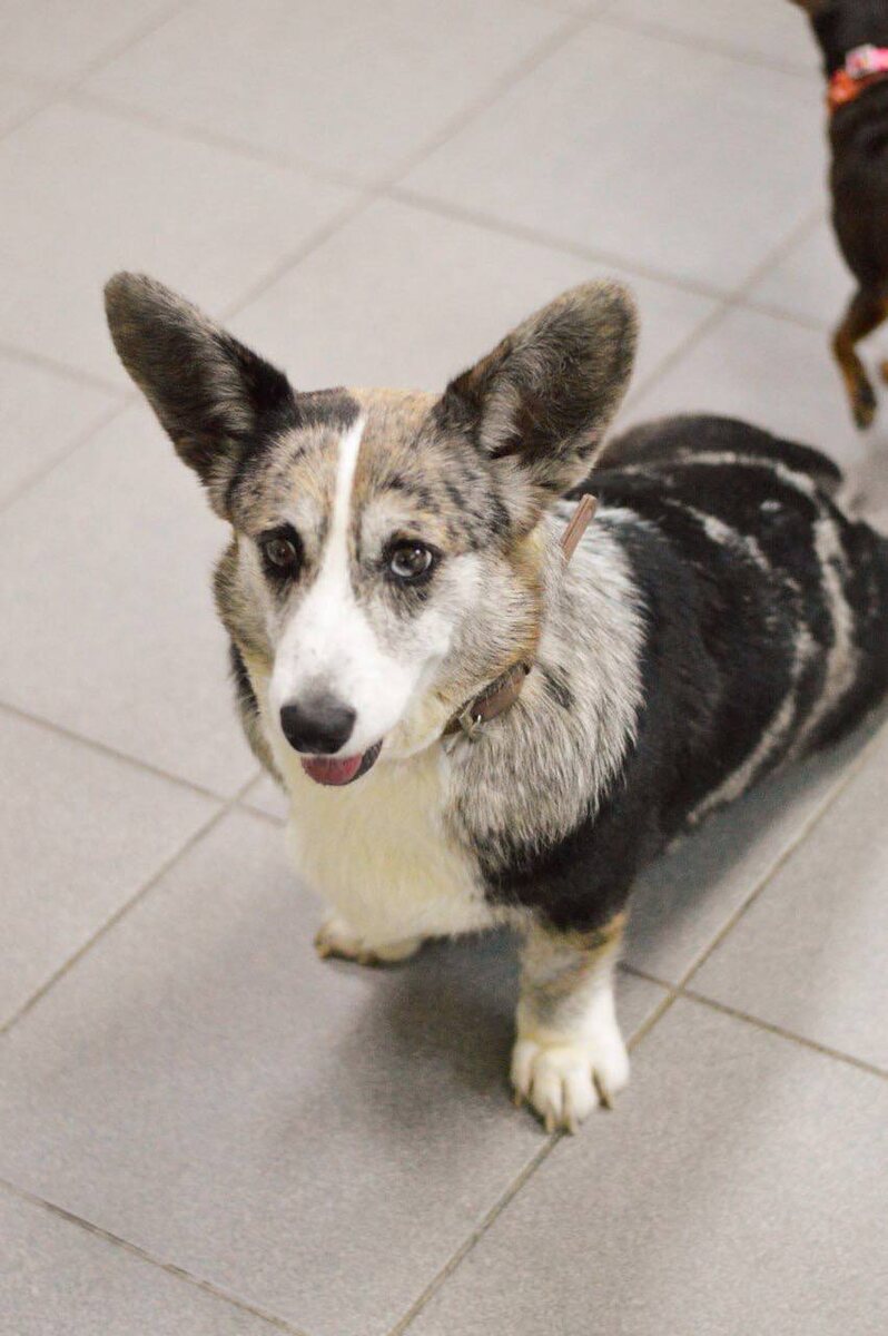 Ищет дом в Москве и МО маленькая собачка из приюта Домик Мелкашей