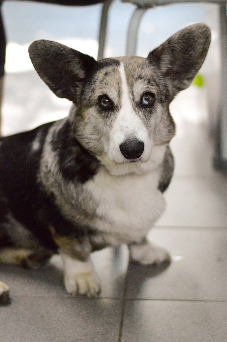 Ищет дом в Москве и МО маленькая собачка из приюта Домик Мелкашей
