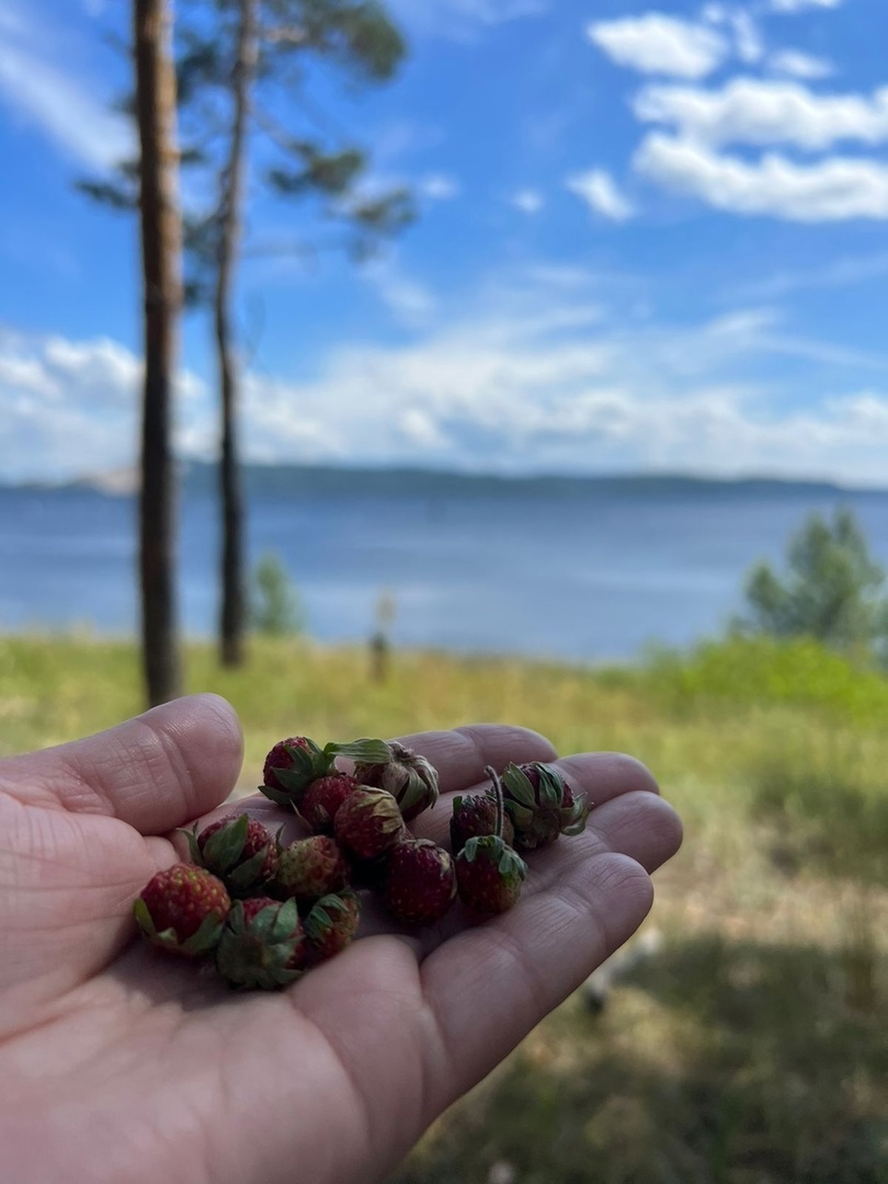 наша луговая, дикая клубника. Конец июня. Быстро листаются странички нашего лета. Было и прошло. Мимолетность...