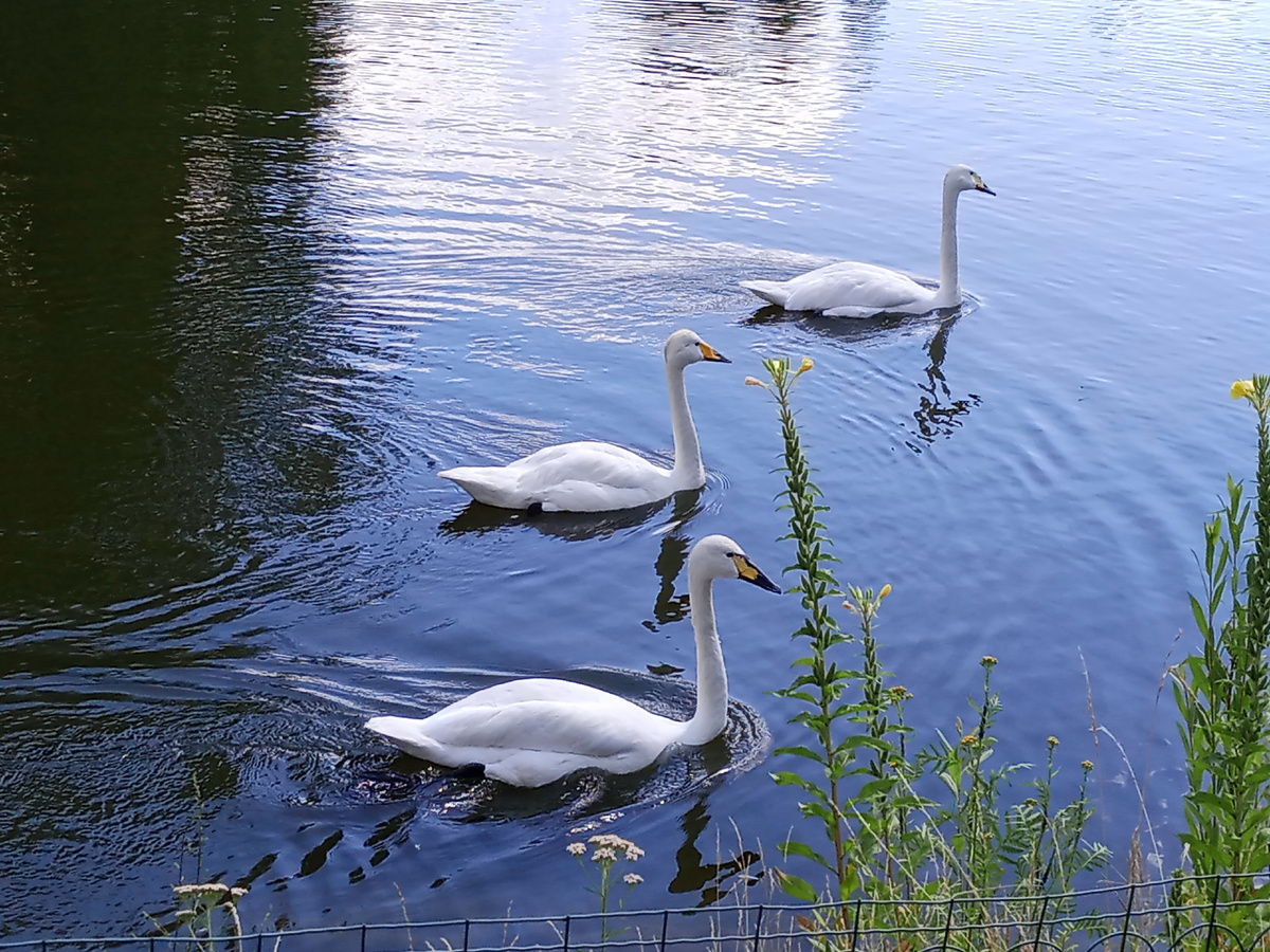Водоём в центре Зоопарка. Источник: фото автора. 