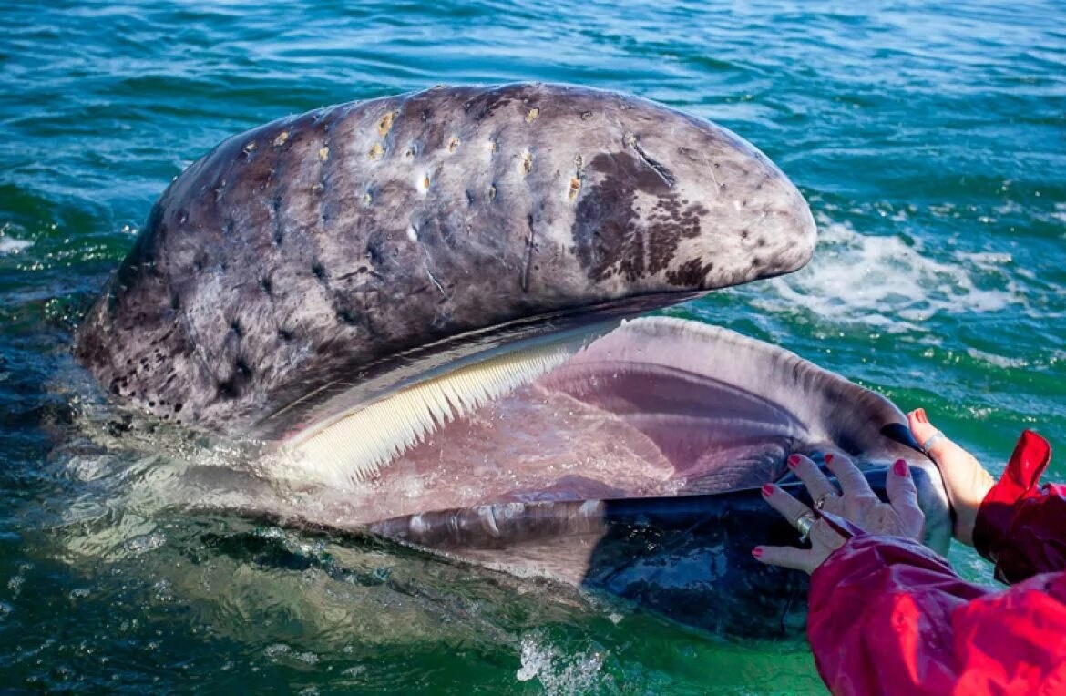 Ты бы перед встречей хоть зубы почистил! Как тебе не стыдно, человек! 