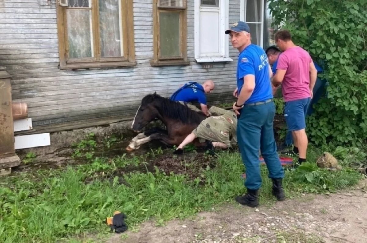    Молодая лошадь провалилась в люк у жилого дома в Тверской области