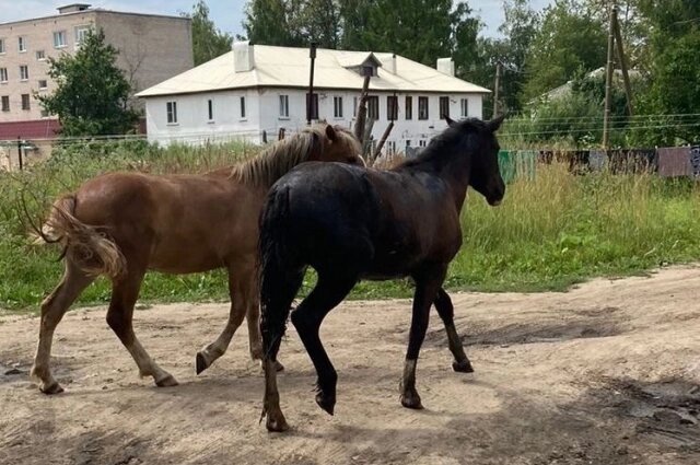    Фото: Из архива/ ЕДДС Нелидовского ГО