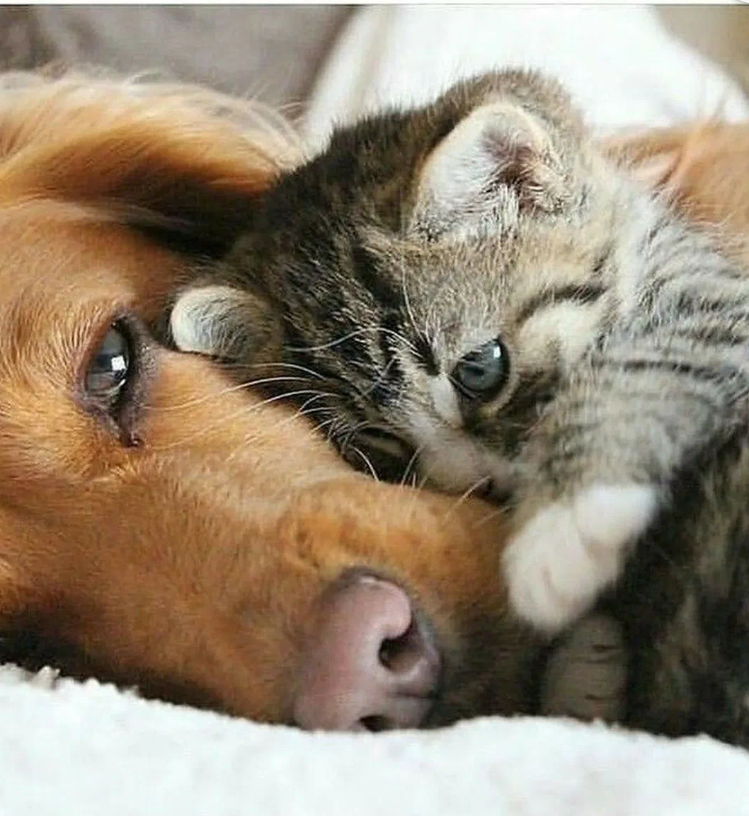 Фото взято из свободного бесплатного доступа в интернете.