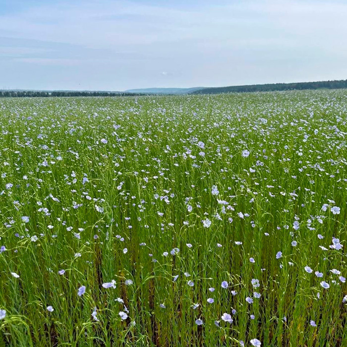 Фермеры из Савватеевки реализуют уникальный для региона проект по выращиванию льна-долгунца. Эта культура не распространена в регионе, и местные поля долгое время пустовали. В этом году фермеры посеяли 60 гектаров льна, и культура уже начала цвести.
