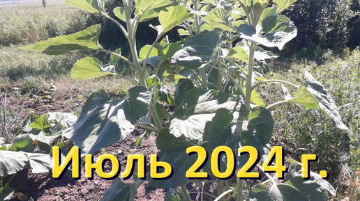 Лето 2024 г. на участке