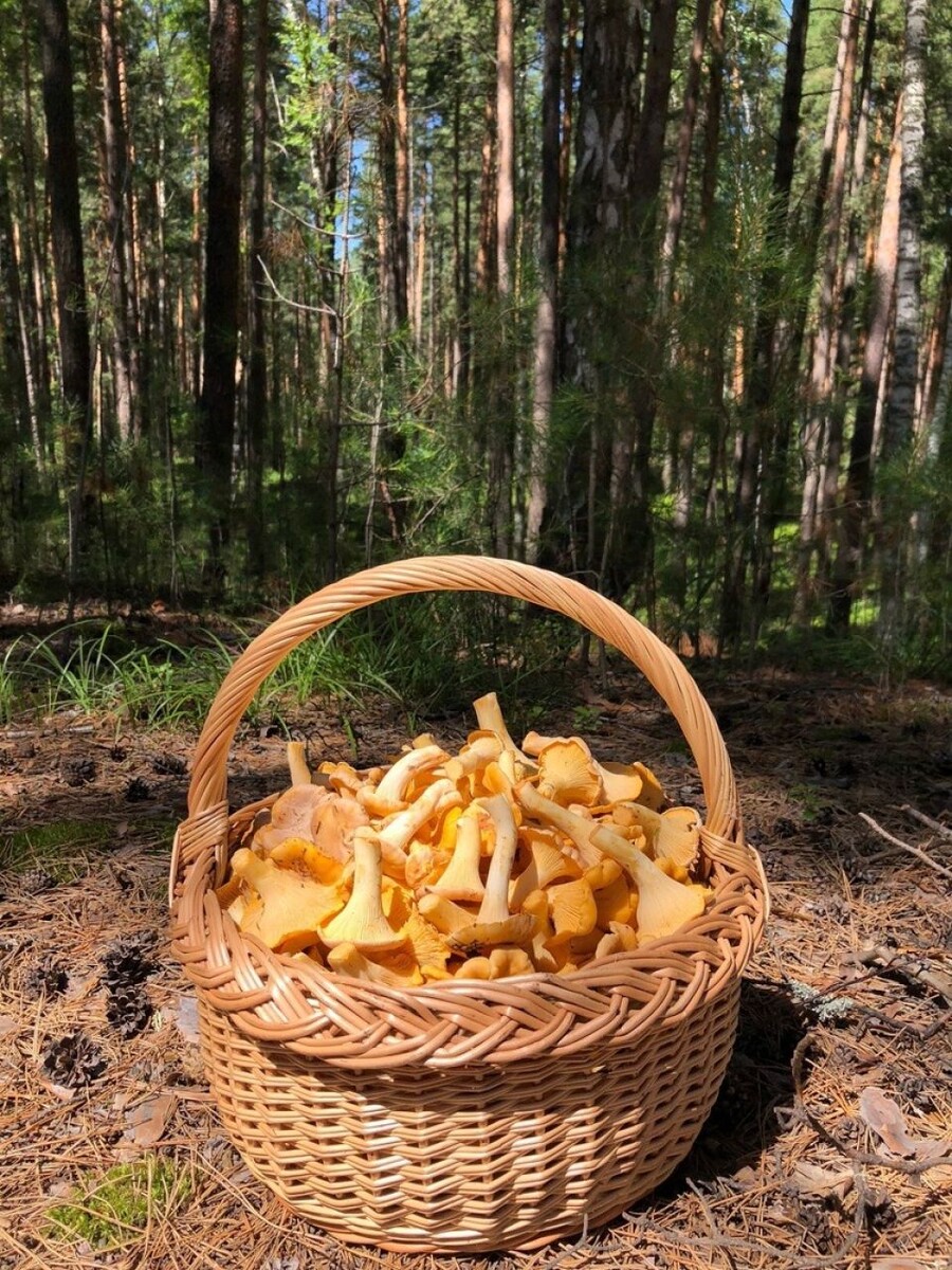    Грибы в Алтайском крае. Источник: vk.com/gribniki22rus