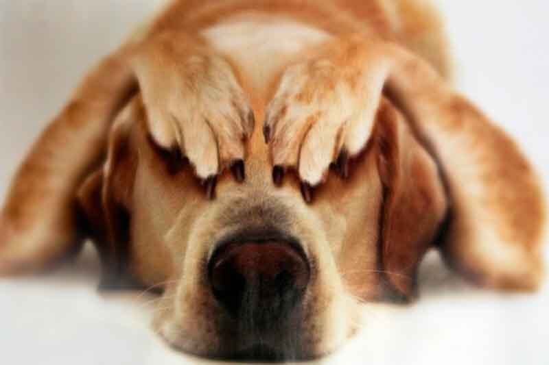 Собакам,  как и людям, свойственно чего-то бояться. У собак, как и у людей,  сердечко способно замирать от пугающих их вещей. Но есть способы,  которые научат вашего четвероногого друга более спокойно реагировать на  свои страхи.