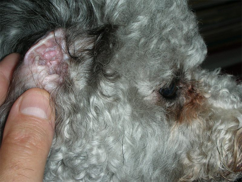 Уход за пуделем