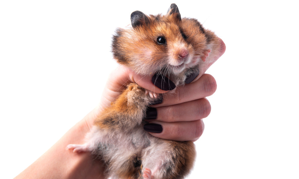 фото: https://ru.123rf.com