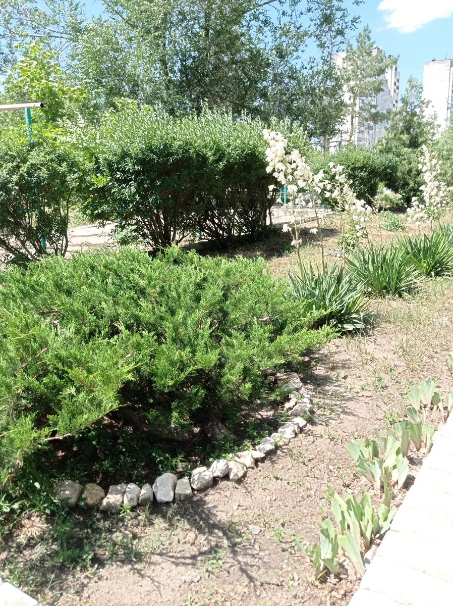 Мой любимый и красивый палисадник. Фото из личного архива