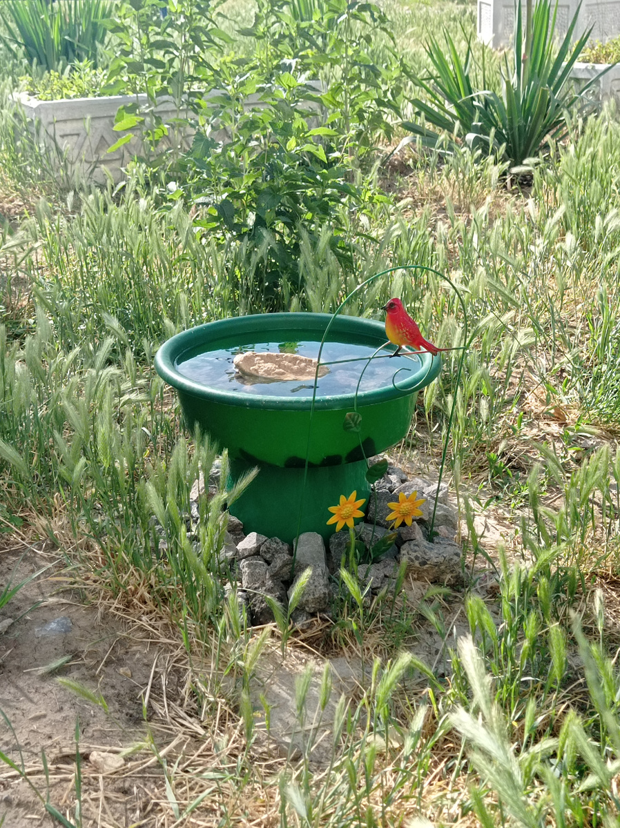 Декоративная поилка для птиц. Фото из личного архива