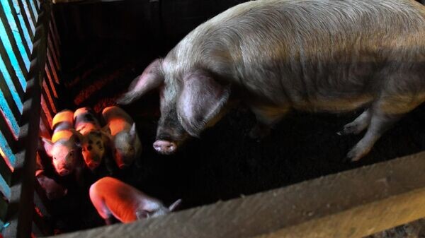    © Sputnik / Евгений Епанчинцев