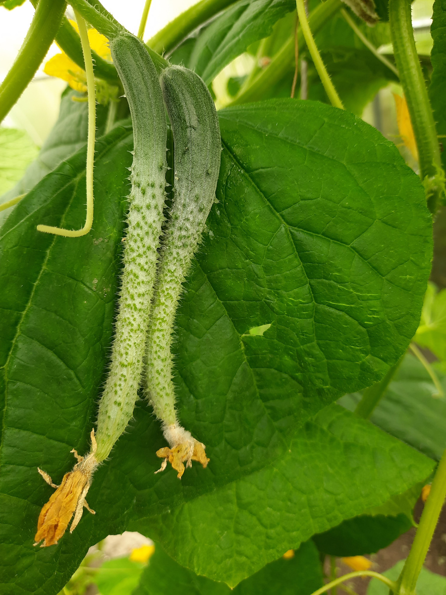 Пучок забавный 🤭