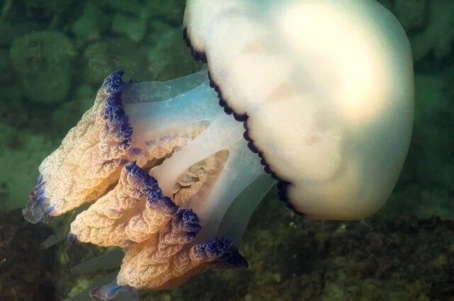    Чем опасна медуза-корнерот и может ли она убить человека?