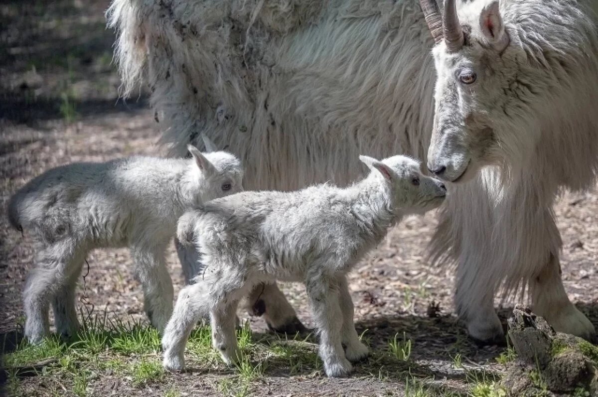    В зоопарке Новосибирска вышли на прогулку снежные козлята