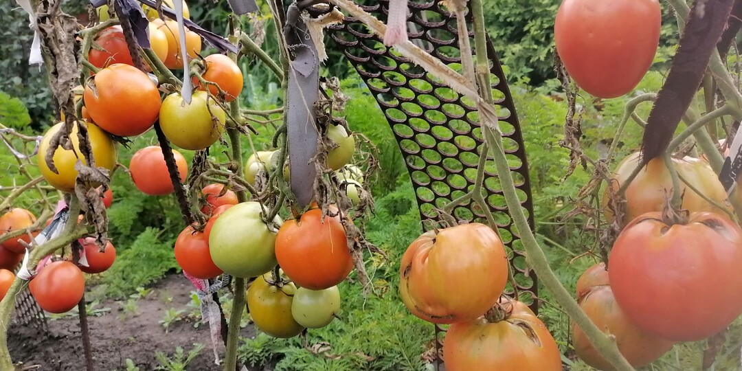 Когда и как обрезать листья на помидорных кустах