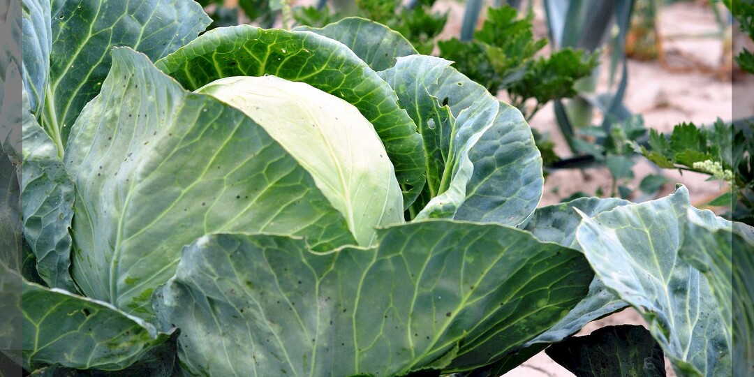 Обязательные работы на кочанной капусте в июле: как и чем подкормить и обработать капусту от вредителей в июле