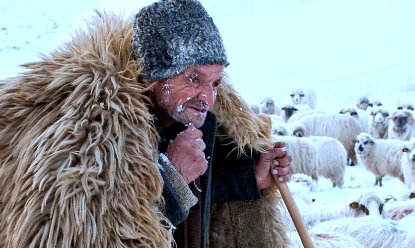 Из открытых источников. Румынский пастух.