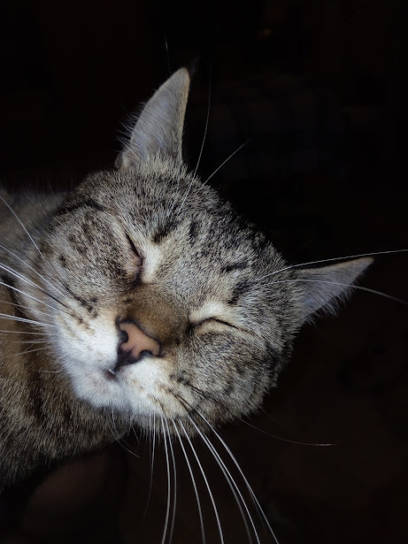 Хитрюга, готовит вам интригу!