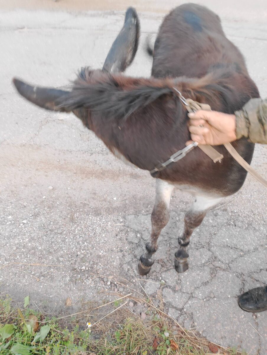 Диковинка в Смоленской деревне - ослик. Еще одна банальность: "Упрямый, как осел!"