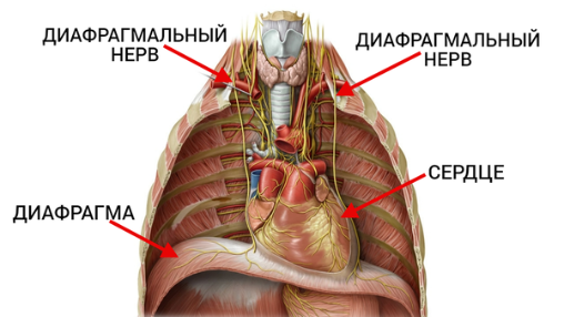 Сердце перехватывает дыхание