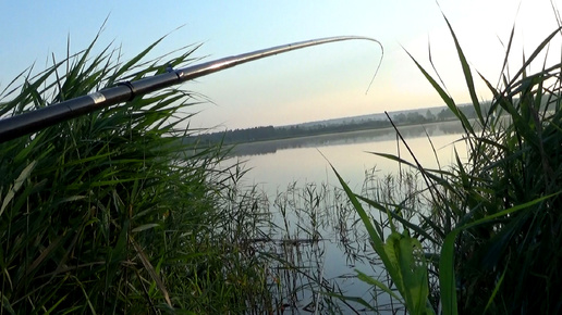 Рыбалка 16 июля - Отличный улов линя на поплавок на удочку в окнах тростника!