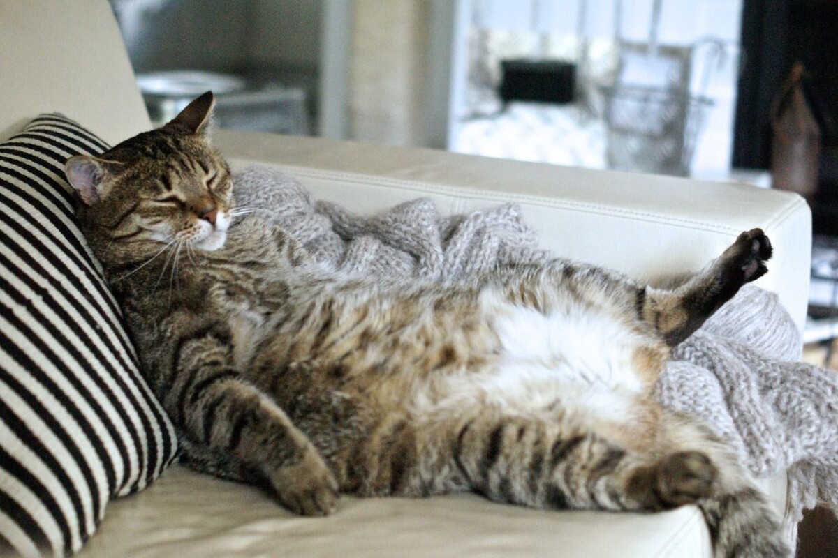 Котик спит