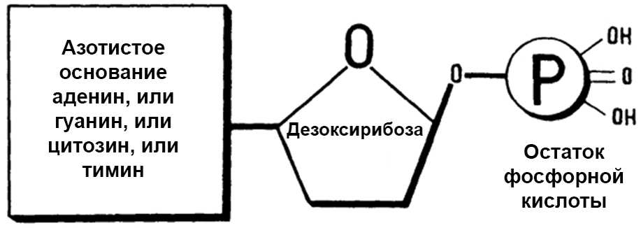 Строение нуклеотида ДНК (С5Н10О4).