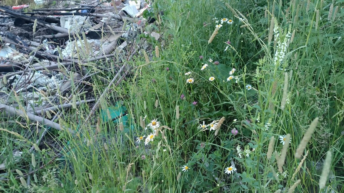"Свалка на бывшей ромашковой полянке", фото: Анна Новицкая 